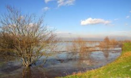 Ente Parchi sul taglio di alberi nella Cassa di espansione del Secchia chiede approfondimenti e immediati ripristini