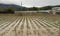 Agricoltura e maltempo: molti terreni sono inagibili