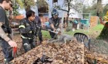 Vigili del fuoco salvano cane intrappolato nel fango