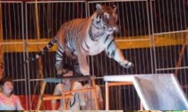 Animali al Circo: cresce la protesta dei cittadini