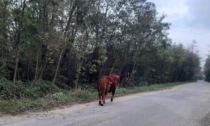 Recuperato un toro fuggito da un allevamento