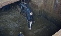 5 mucche finiscono in una vasca di liquami: salvate dai vigili del fuoco