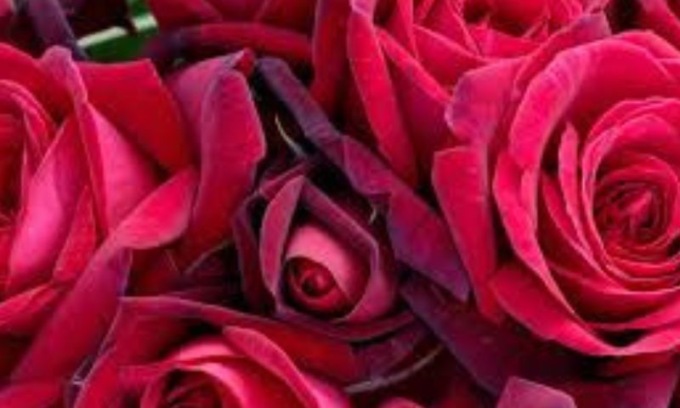 Per San Valentino i modenesi scelgono la tradizione