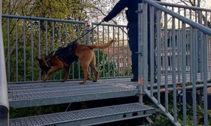 Grazie al fiuto del cane Hector scoperta sostanza stupefacente