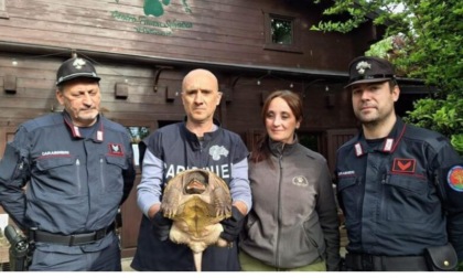 Abbandonata una tartaruga alligatore: è molto aggressiva verso l'uomo