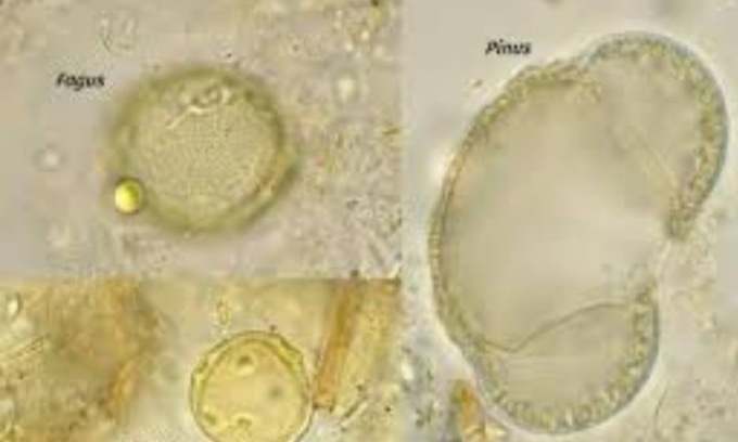 Unimore: dal polline una scoperta per l’ambiente