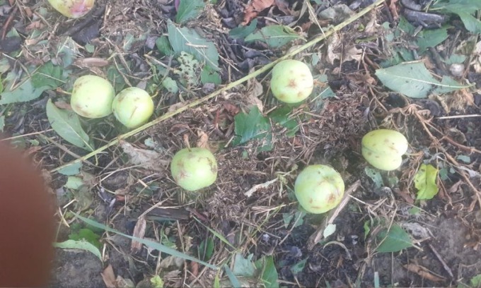 Maltempo:  presentato un primo bilancio dei danni in campagna