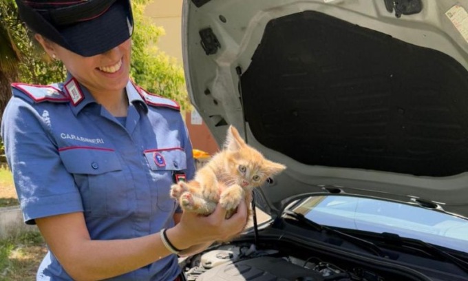 Gattino rimane incastrato nel motore di un’auto: liberato grazie ai Carabinieri