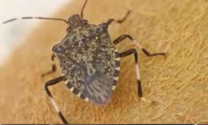 Con la presenza di animali alieni perdite per l’agricoltura fino ad un miliardo di euro all’anno