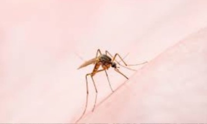 Da oggi disinfestazioni porta a porta e nelle aree verdi contro il West Nile
