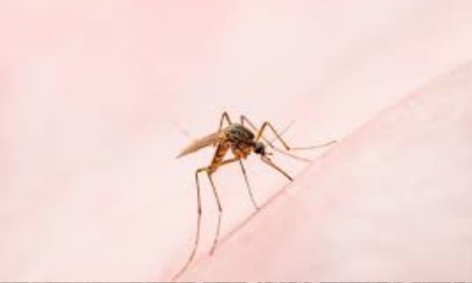 Da oggi disinfestazioni porta a porta e nelle aree verdi contro il West Nile