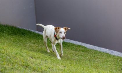Un'area sgambamento cani ai Giardini Ducali