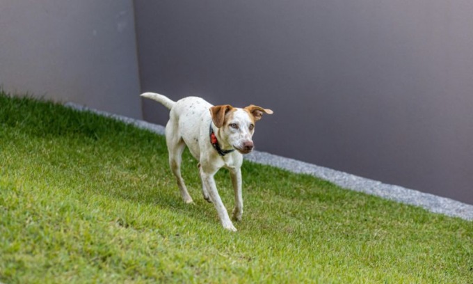 Un’area sgambamento cani ai Giardini Ducali