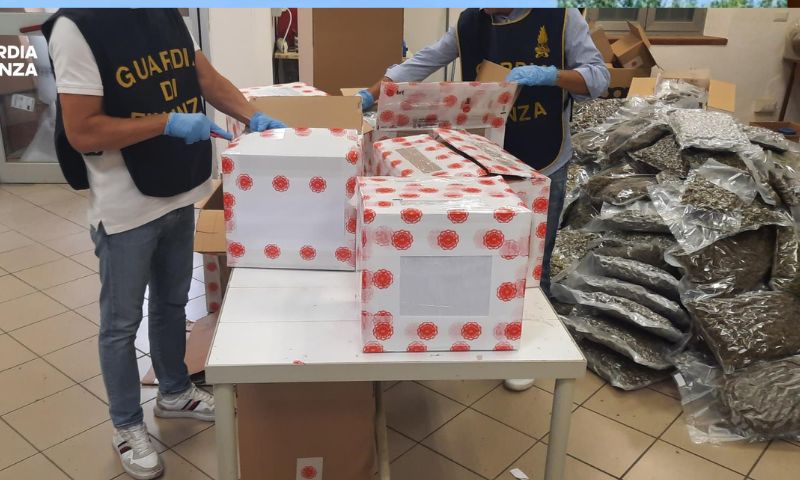 Sequestrate oltre  500 Kg di infiorescenze di canapa  pronte per la commercializzazione