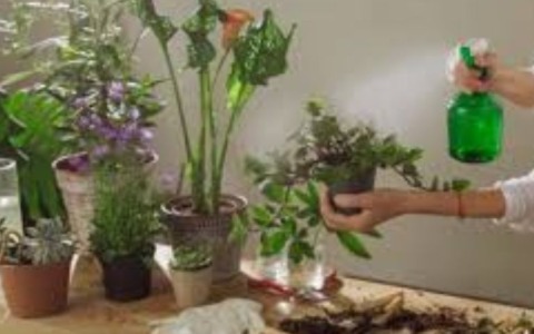 Appassionati di piante e piantine si danno appuntamento a Carpi