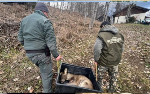 Salvato un capriolo ferito
