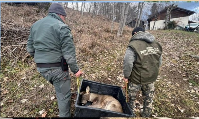 Salvato un capriolo ferito