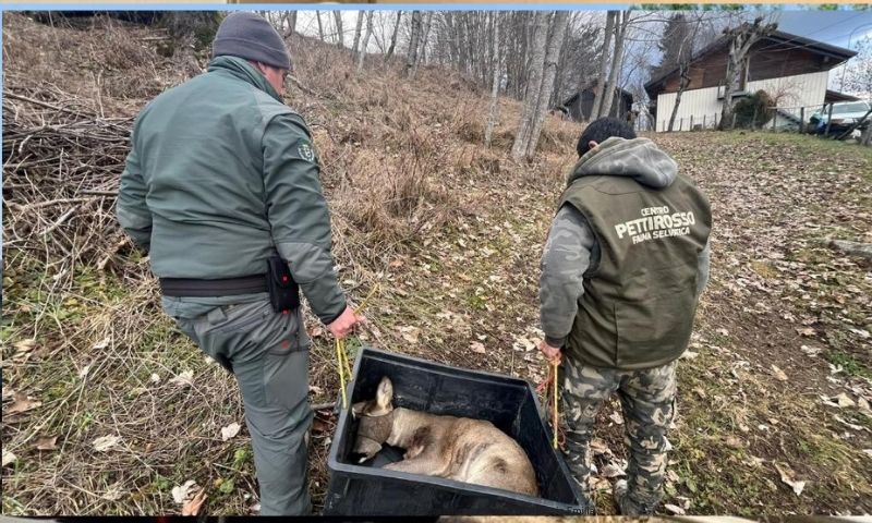 Salvato un capriolo ferito
