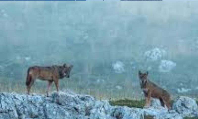 Lupi nel centro di Maranello