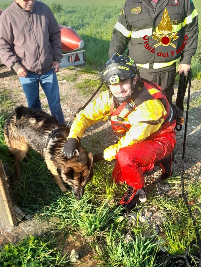 Cane scivola in un canale irriguo e non riesce più a risalire: salvato dai vigili del fuoco