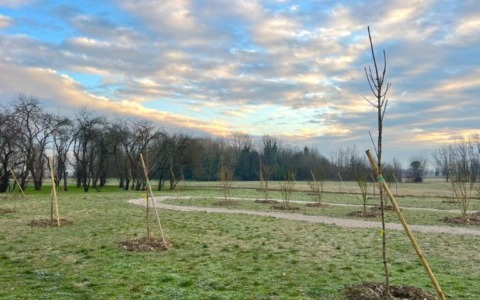 Nasce a Mirandola il “Bosco della vita “