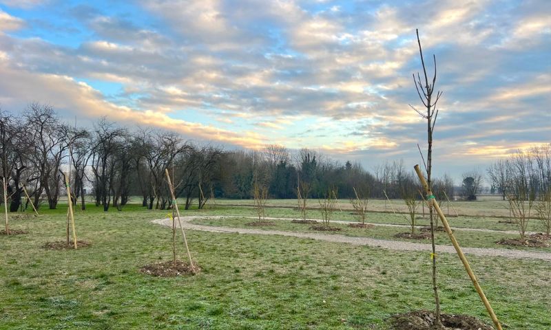 Nasce a Mirandola il “Bosco della vita “