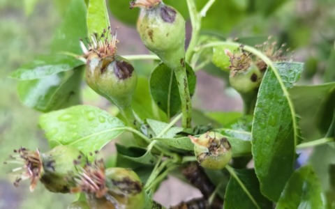 Pesante grandinata in parte della provincia: danni ingenti