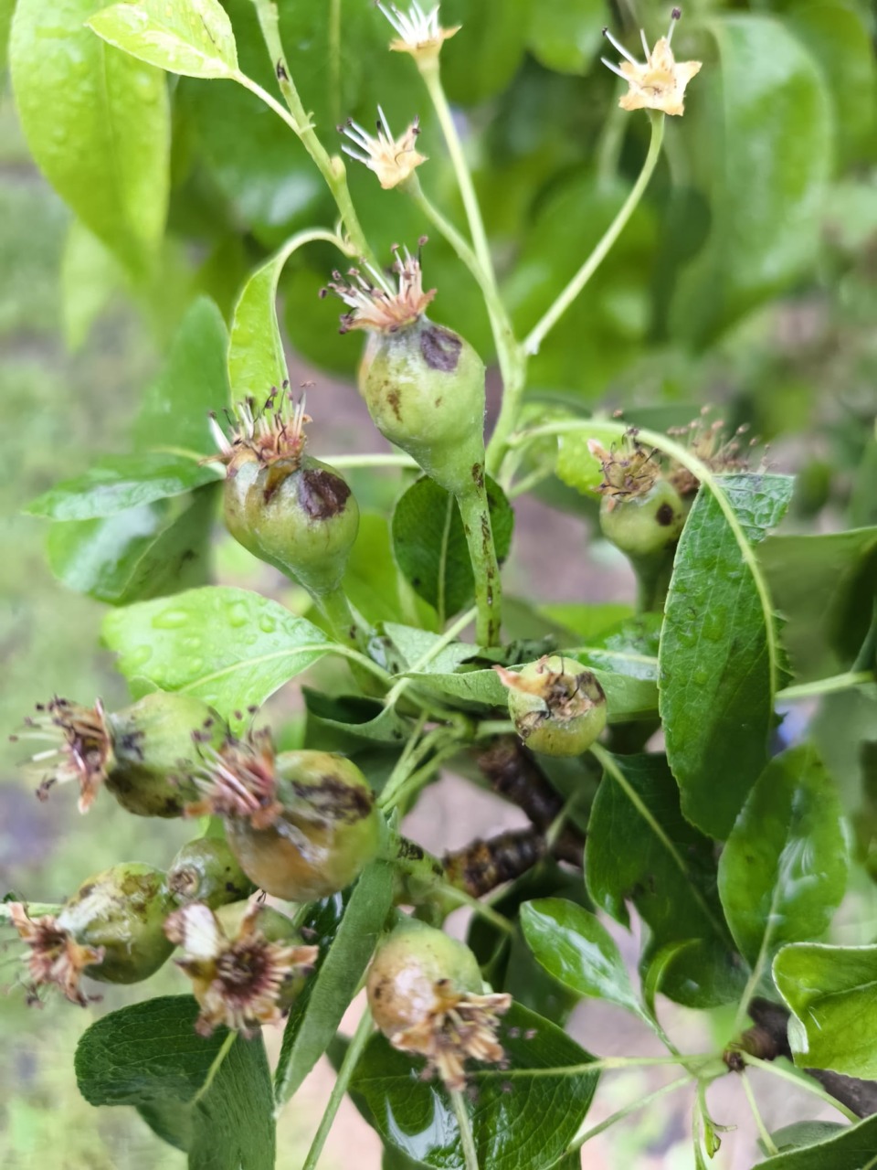 Pesante grandinata in parte della provincia: danni ingenti