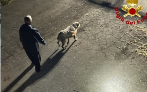 Cane finisce in una vasca del depuratore: salvato dai vigili del fuoco