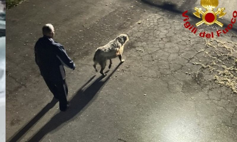 Cane finisce in una vasca del depuratore: salvato dai vigili del fuoco