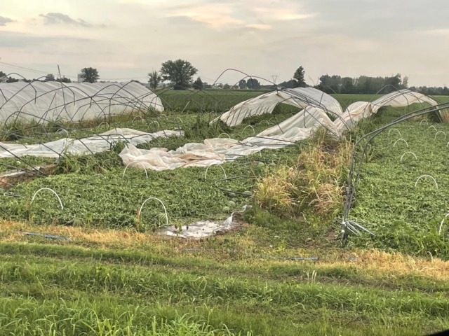 Maltempo: pesanti danni alla agricoltura modenese