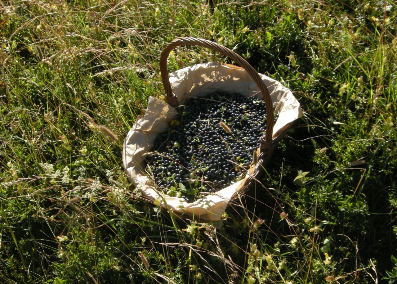 Apre la raccolta dei mirtilli spontanei nel Parco del Frignano, norme invariate, già elevate le prime sanzioni