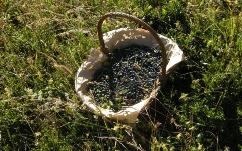 Apre la raccolta dei mirtilli spontanei nel Parco del Frignano, norme invariate, già elevate le prime sanzioni