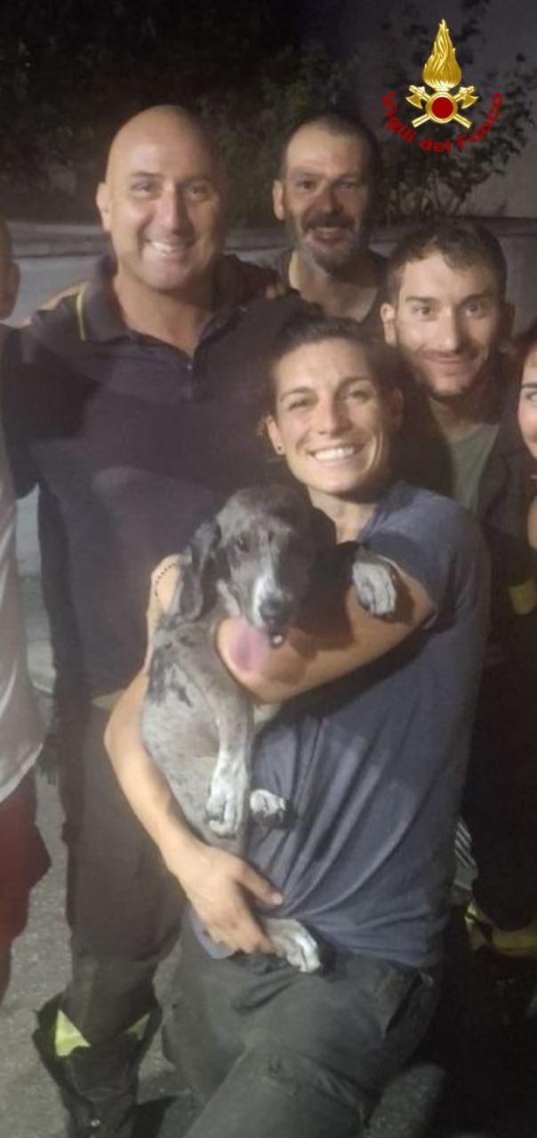 Cucciolo di cane rimane incastrato tra le sbarre di una recinzione: salvato dai vigili del fuoco
