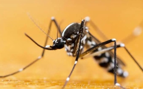 West Nile: registrato il primo caso nel modenese e in Regione