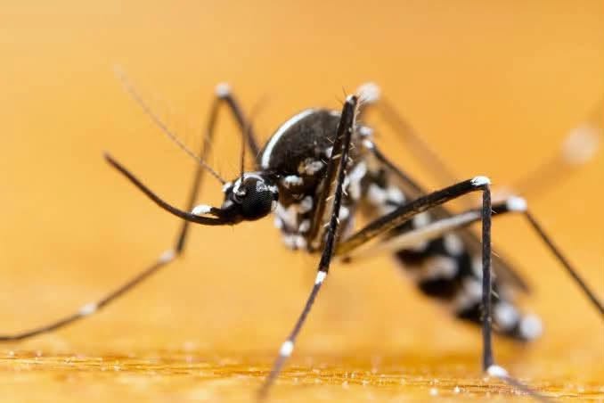 West Nile: registrato il primo caso nel modenese e in Regione