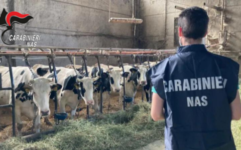 Sequestrati dai N.A.S. di Parma bovini nell’Appennino modenese