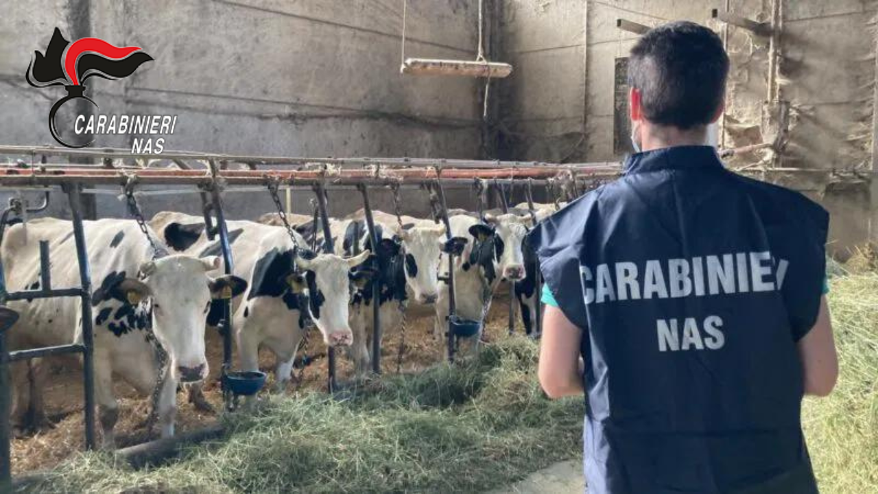 Sequestrati dai N.A.S. di Parma bovini nell’Appennino modenese
